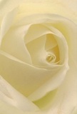 Nestled into the heart of this delicate cream-white rose, the image draws you inward to explore the gentle folds and whisper-light texture-each unfurling petal touched by what seems to be early Wandsworth morning dew. Subdued shadows lend depth and a quiet sense of drama, while the harmonious spirals evoke the peace found strolling along the Wandle Trail or enjoying a moment of reflection in King George's Park. The soft luminosity of the bloom carries an air of hope and tranquility, making it perfectly suited to expressing sympathy, admiration, or a new beginning. The rose's fragrance is almost imaginable-a subtle, sweet note that lingers in the background, as comforting as a friendly greeting from a Wandsworth neighbour. Every detail, from the nuanced colour transitions to the meticulous arrangement, captures the heartfelt craftsmanship and emotional care that is the hallmark of Flower Delivery Wandsworth, offering a visual and sensory embrace for any meaningful local occasion.